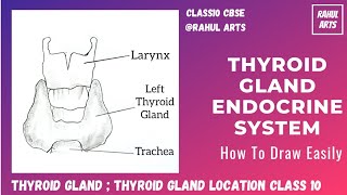 Thyroid Gland  Endocrine System  How to Draw Easily  Thyroid Gland Location  Biology  Class 10 [upl. by Middleton687]