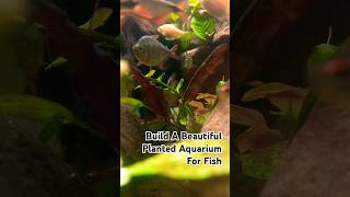 How To Create A STUNNING Natural Planted Aquarium for Fish 🪴🐟 aquarium plantedtanks [upl. by Gussi27]