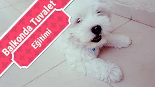 Yavru Köpek Balkonda Tuvalet Eğitimi 🐕Maltese Terrier🐕 Kaka Balkonda Köpek Beslemek [upl. by Lleryd997]