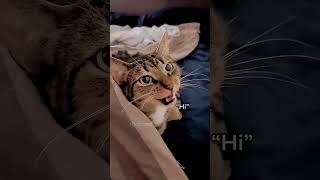 My kitten can talk shortvideo funny funnypetschannel cat yourcat petslovechannel yourpet [upl. by Ellerahs62]