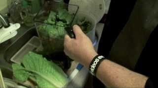 How to Cut Romaine Lettuce for Salads PLUS Composting amp Regrowing [upl. by Esydnac454]