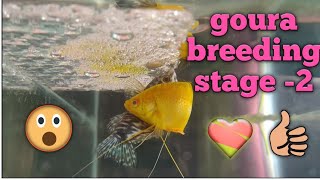 gourami fish breeding series epi3 stage 2Tamilnp tamil [upl. by Ezequiel227]