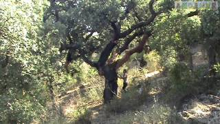 Sardegna la raccolta del sughero Cork harvest in Sardinia  Agricurait [upl. by Munniks]