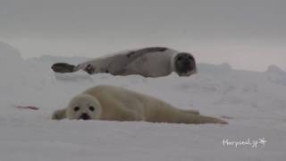 Baby Harp Seal talking to himself [upl. by Seigler593]