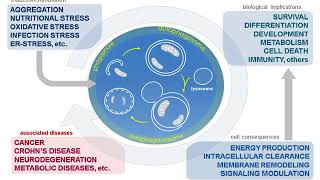 Autophagy from Fundamental Mechanisms to Mechanical Stress in Physiology and Disease [upl. by Marlowe99]