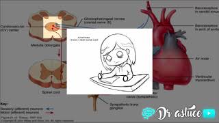 🔴 LA REGULATION DE PRESSION ARTERIELLE CLAIRE EN 10 MIN  COURT TERME 2017   DR ASTUCE [upl. by Lewap]