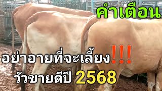 คำเตือนอย่าอายที่จะเลี้ยงวัวขายดีปี2568 [upl. by Eneroc23]