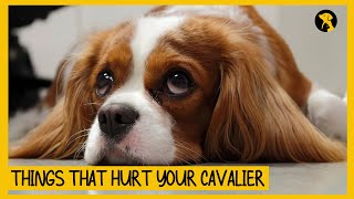 5 Things That Emotionally Hurt Your Cavalier King Charles Spaniel [upl. by Nalro]