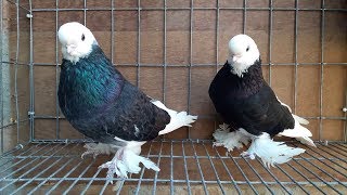 English Longfaced Tumbler Pigeon  Fancy Pigeon Breed  Fancy Pet [upl. by Aztiray]