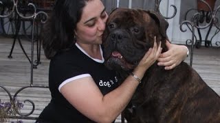 TWO BULLMASTIFF ONE HEARTWARMING STORY [upl. by Attebasile]