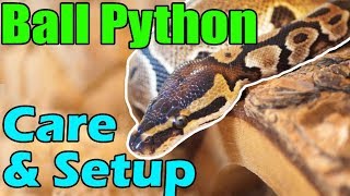 How to Care for Ball Pythons [upl. by Noral]