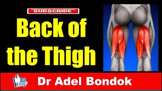 Back of the Thigh and the Sciatic Nerve Dr Adel Bondok [upl. by Natsuj392]