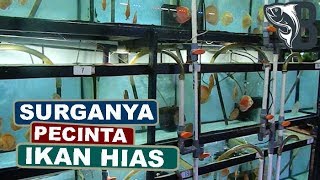 Pasar Ikan Hias Sumenep Surganya Pecinta Ikan HIas  Part 1 [upl. by Anibas615]