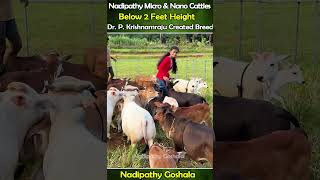 My cows india viral cow krishna reels cute yt animals post farming smallcow funny [upl. by Irrac]