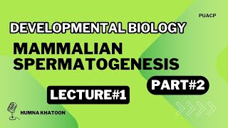 Mammalian spermatogenesis part 2  By Humna khatoon  Zoology [upl. by Aniryt]