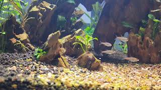 Feeding Time in my Planted Aquarium [upl. by Safier]