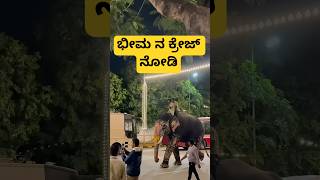 ಭೀಮ ಯಾರ್ ಕಣ್ಣು ಬಿಲ್ಬರ್ಧು viralreels dasaraelephants mysoredasara2024 bheemaelephant [upl. by Annoyi]