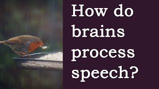 How Does the Brain Understand Speech An Overview [upl. by Britney]