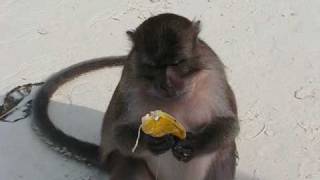 A Taste of Thailand Tour Monkey Beach amp Ko Phi Phi Island Part 2 [upl. by Caravette313]