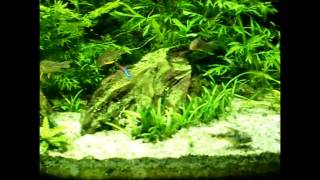 250L Naturaquarium [upl. by Aubyn]