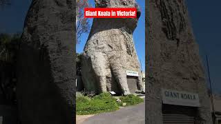 Giant Koala in Dadswell Bridge Victoria Australia  shorts [upl. by Ojytteb]