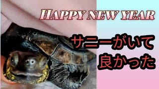 【サニーがいてしあわせ】クサガメと暮らす turtle [upl. by Ruscher699]