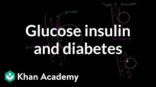 Glucose Insulin and Diabetes [upl. by Maurita283]