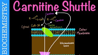 Carnitine Shuttle  Biochemistry [upl. by Pine]