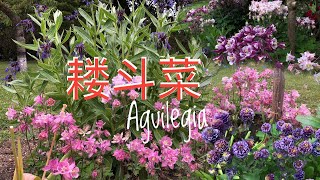 耧斗菜Akelei五月园中怎能少了耧斗花野草般顽强的生命力低维护的宿根草花30052023 [upl. by Atinad]