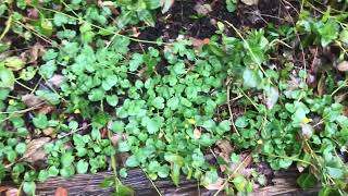 Should I worry about lesser celandine all over my garden￼ [upl. by Keith]