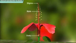 Class X  Sexual reproduction in plant [upl. by Ytsirc688]