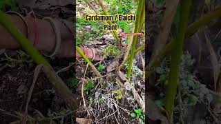 Cardamom  Elaichi Plant and seeds How elaichi grow cardamom elaichi farming plant garden [upl. by Thadeus753]