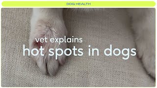 How To Treat Hot Spots On Your Dog [upl. by Scheer]