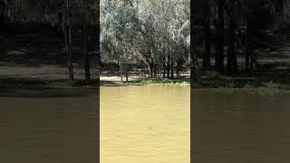 Paddle Steam Canberra Ride Pt 7 of 9 victoriaaustralia murrayriver [upl. by Lucy108]