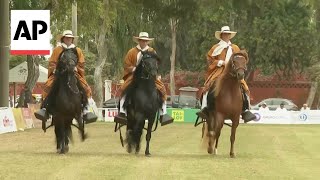 Riders take part in celebration of renowned Peruvian Steady Gait horse breed [upl. by Yleve]