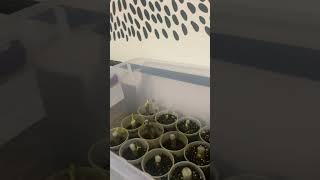 Rooting Fig Cuttings In August [upl. by Hadeis821]