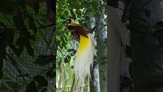 taiwan travel birdofparadise 台灣 新竹 綠世界生態農場 天堂鳥 birds [upl. by Yaj267]