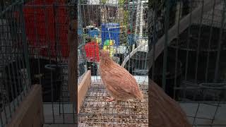 Coturnix quail crowingquail noise cute quail [upl. by Nylidnam]