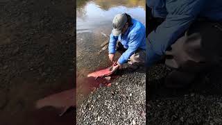 Kodiak Alaska fishing Red Salmon [upl. by Dexter]