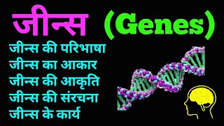 जीन  जीन्स की स्थिति आकार संरचना और कार्य  Status Structure and function of Genes  hindi [upl. by Nired]