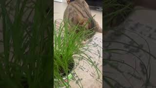 Les bienfaits de l’herbe à chat 🌿 [upl. by Eiralih56]