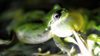 Sounds of Spring Pacific Tree Frogs in Southwestern Oregon [upl. by Janie983]