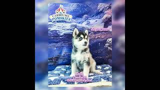 Delia the pomsky just 7 weeks old 🥰😘 husky pomskylife dogbreed pets pomskylove [upl. by Assirem]