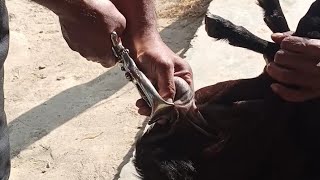 Burdizzo Castration in male goat buck [upl. by Theran]