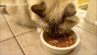 Ragdoll Cats Review Weruva Cats in the Kitchen Goldie Lox Canned Cat Food  ねこ  ラグドール  Floppycats [upl. by Ile]