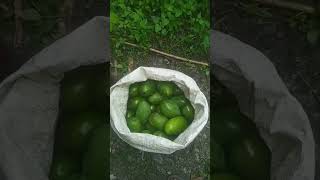 Taste Mango I Mangifera indica I Mango I Mangoes Uttarakhand [upl. by Wescott]