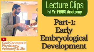 Embryology Anatomy Early Embryological Development Part1  1st Year MBBS [upl. by Leahcir673]