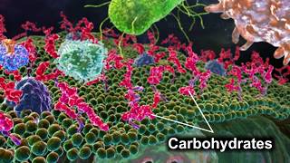 Monosaccharides  Disaccharides  Polysaccharides [upl. by Alahs]