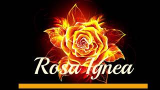 Rosa Ígnea  Audiolibro Completo  Samael Aun Weor [upl. by Nich435]