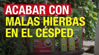 Acabar con las malas hierbas en el césped  COMPO Jardinería [upl. by Hsemar903]